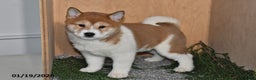 Shiba Inu dogs for sale: Zoe  - Ad 5