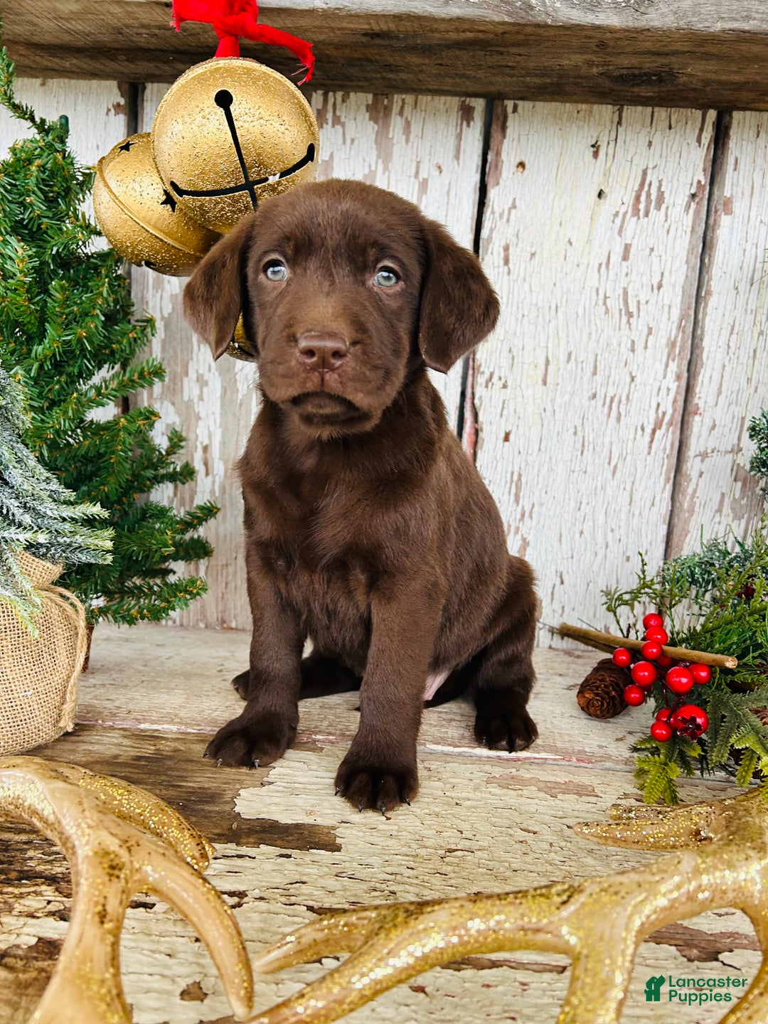 Labrador Retriever dogs for sale: Holly  - Ad 5