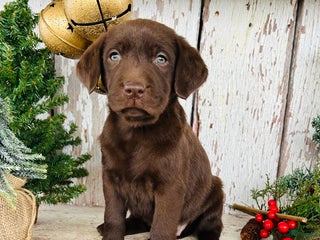 Labrador Retriever dogs Holly - Ad 19