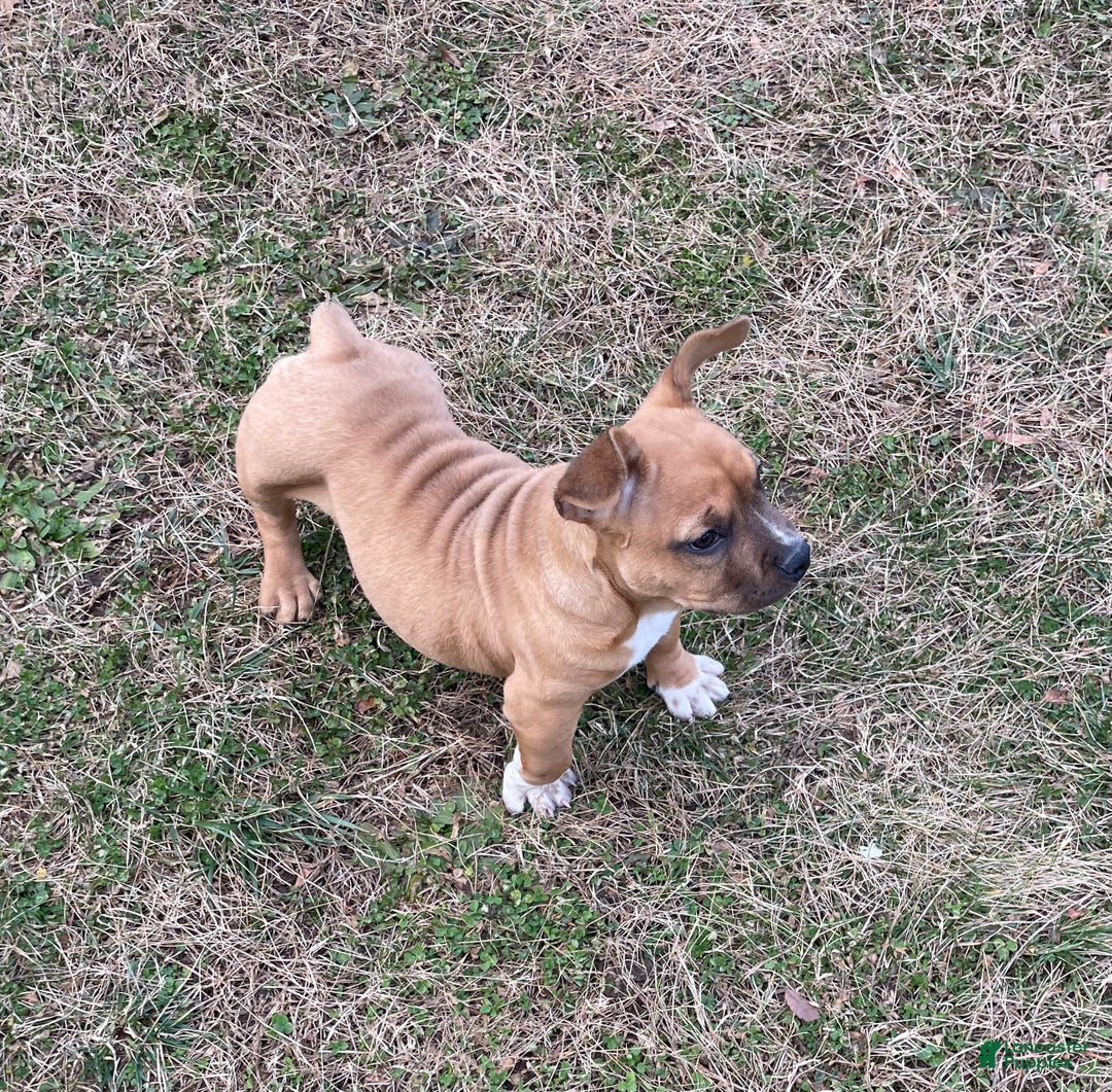 American Bully dogs for sale: Mocha - Ad 17