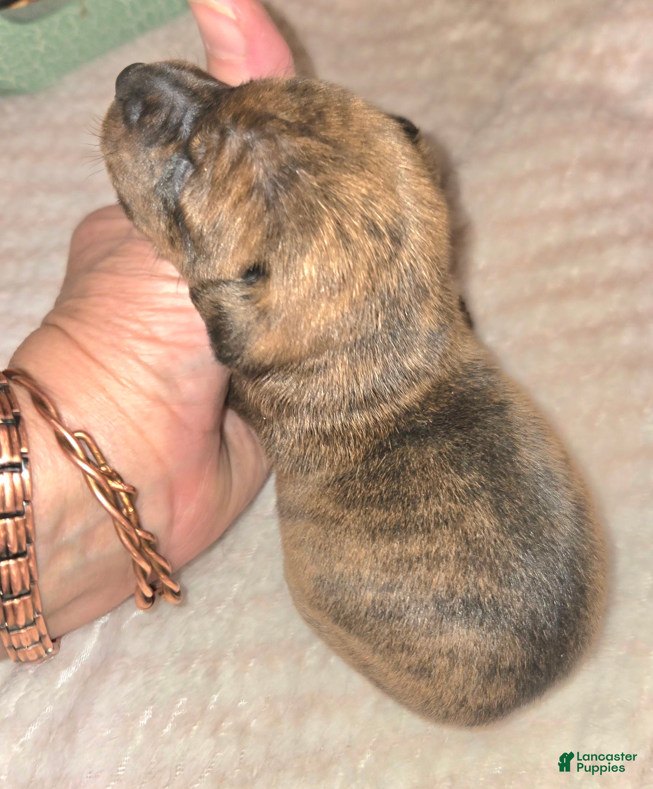 Miniature Pinscher dogs for sale: Tessa - Ad 1