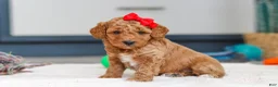 Mini Goldendoodle dogs for sale: Millie - Ad 4