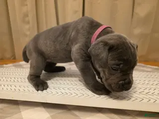 Cane Corso dogs for sale: Cane Corso Puppy 6 - Ad 3