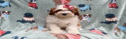 Cavapoo dogs for sale: Ember - Ad 3