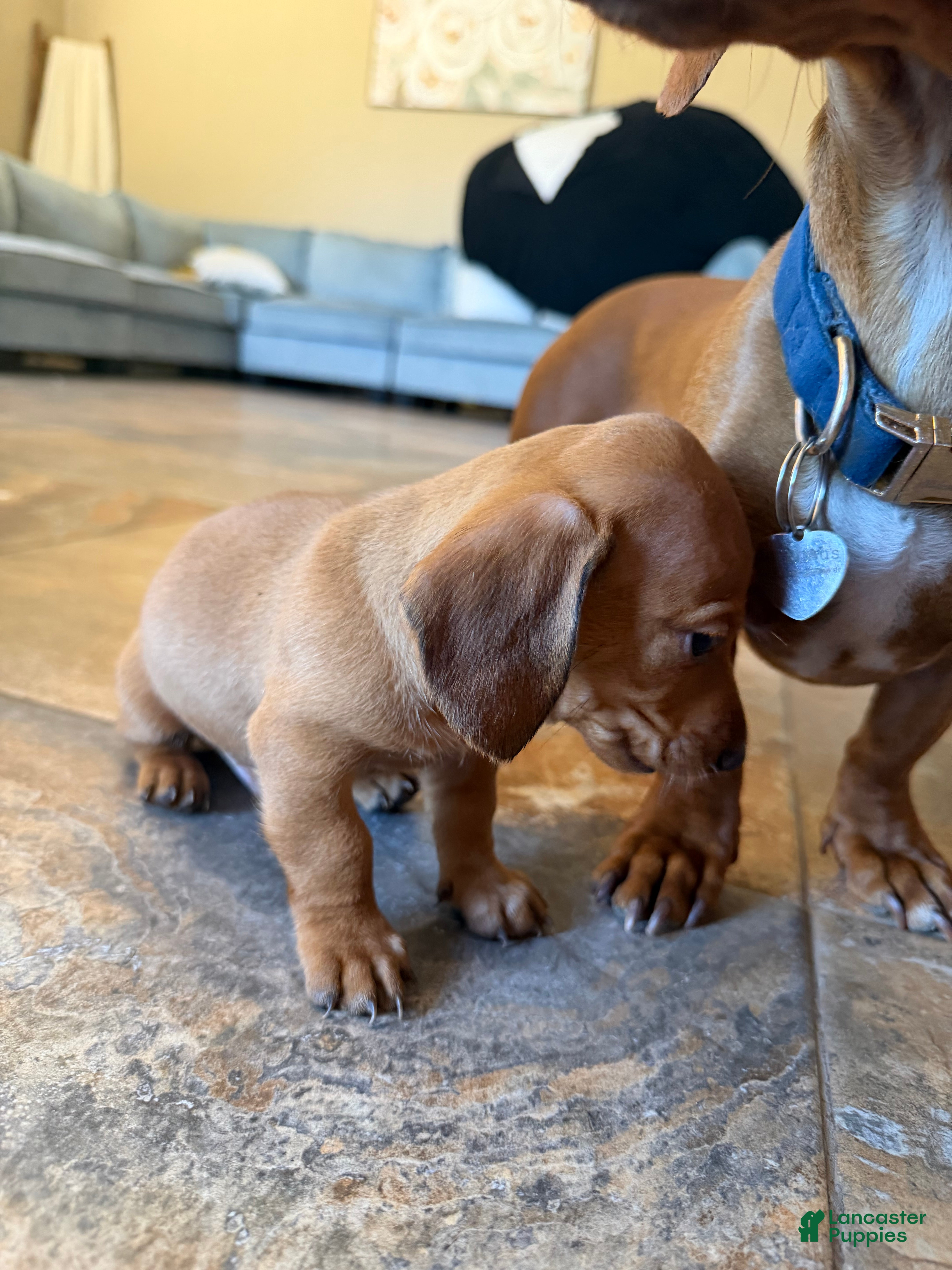 Miniature Dachshund dogs Miniature Dachshund Puppy 1 - Ad 1