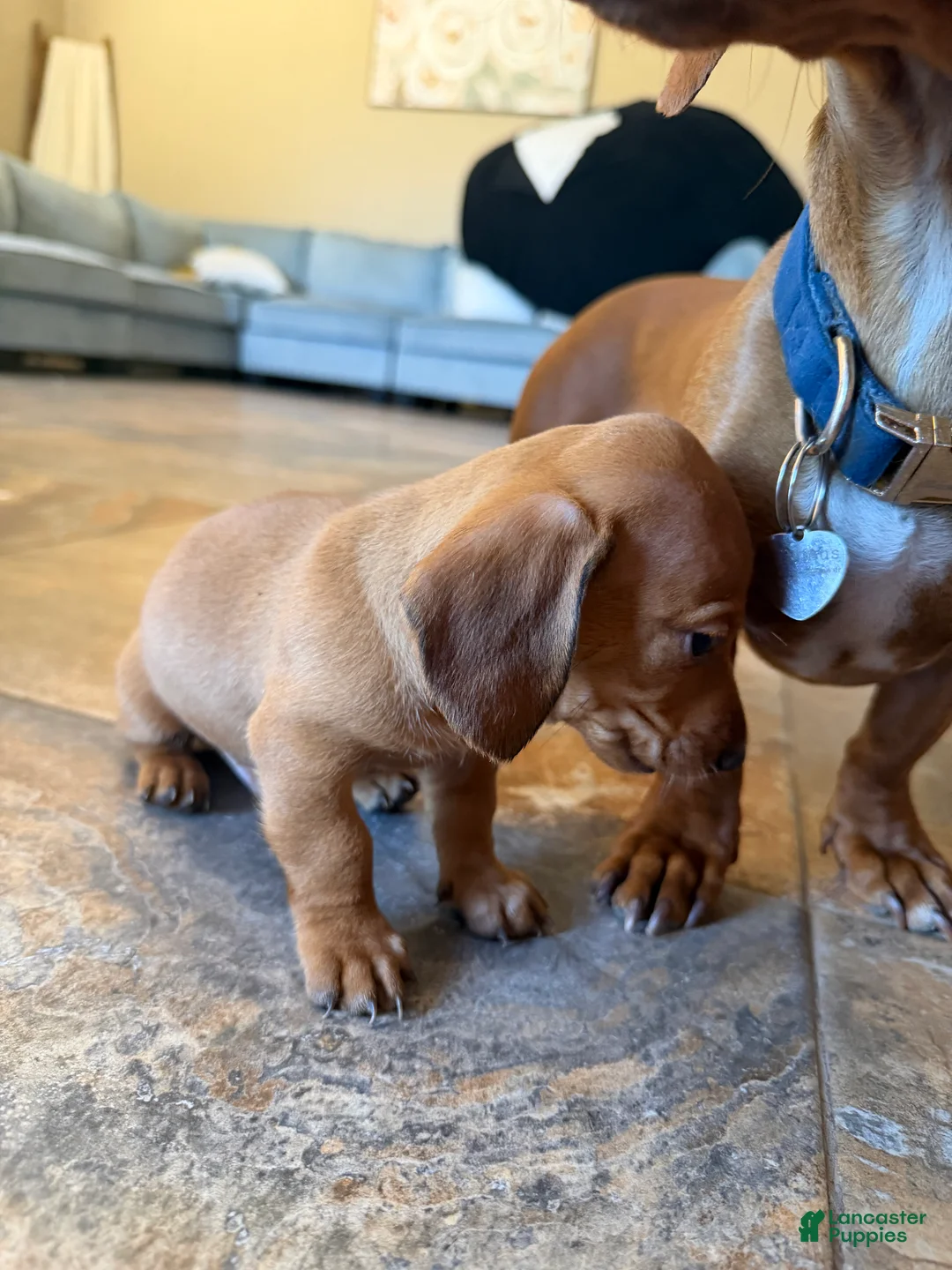 Miniature Dachshund dogs for sale: Miniature Dachshund Puppy 1 - Ad 1