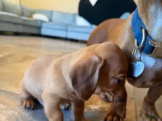 Miniature Dachshund dogs Miniature Dachshund Puppy 1 - Ad 2