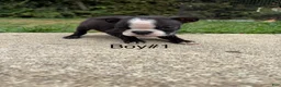 Boston Terrier dogs for sale: Boston Terrier 3 - Ad 4