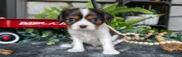 Cavalier King Charles Spaniel dogs for sale: Krew - Ad 2