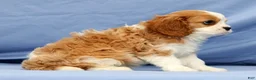 Cavalier King Charles Spaniel dogs for sale: Duke - Ad 9