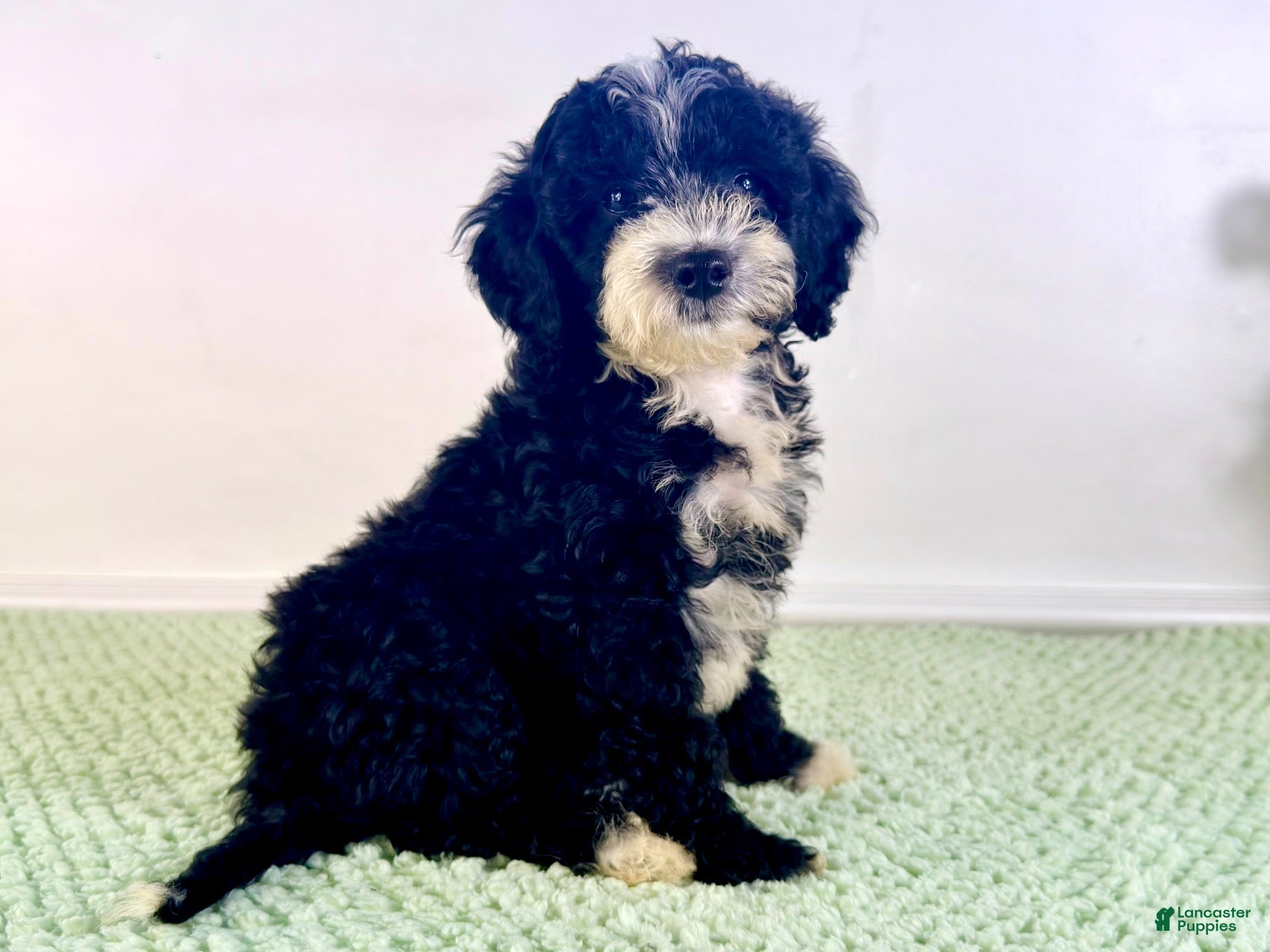 Bernedoodle dogs Freddy - Ad 33