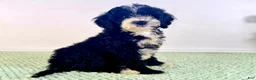 Bernedoodle dogs for sale: Freddy - Ad 1