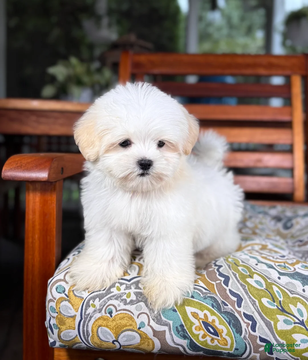Malshi dogs for sale: Peanut - Ad 9