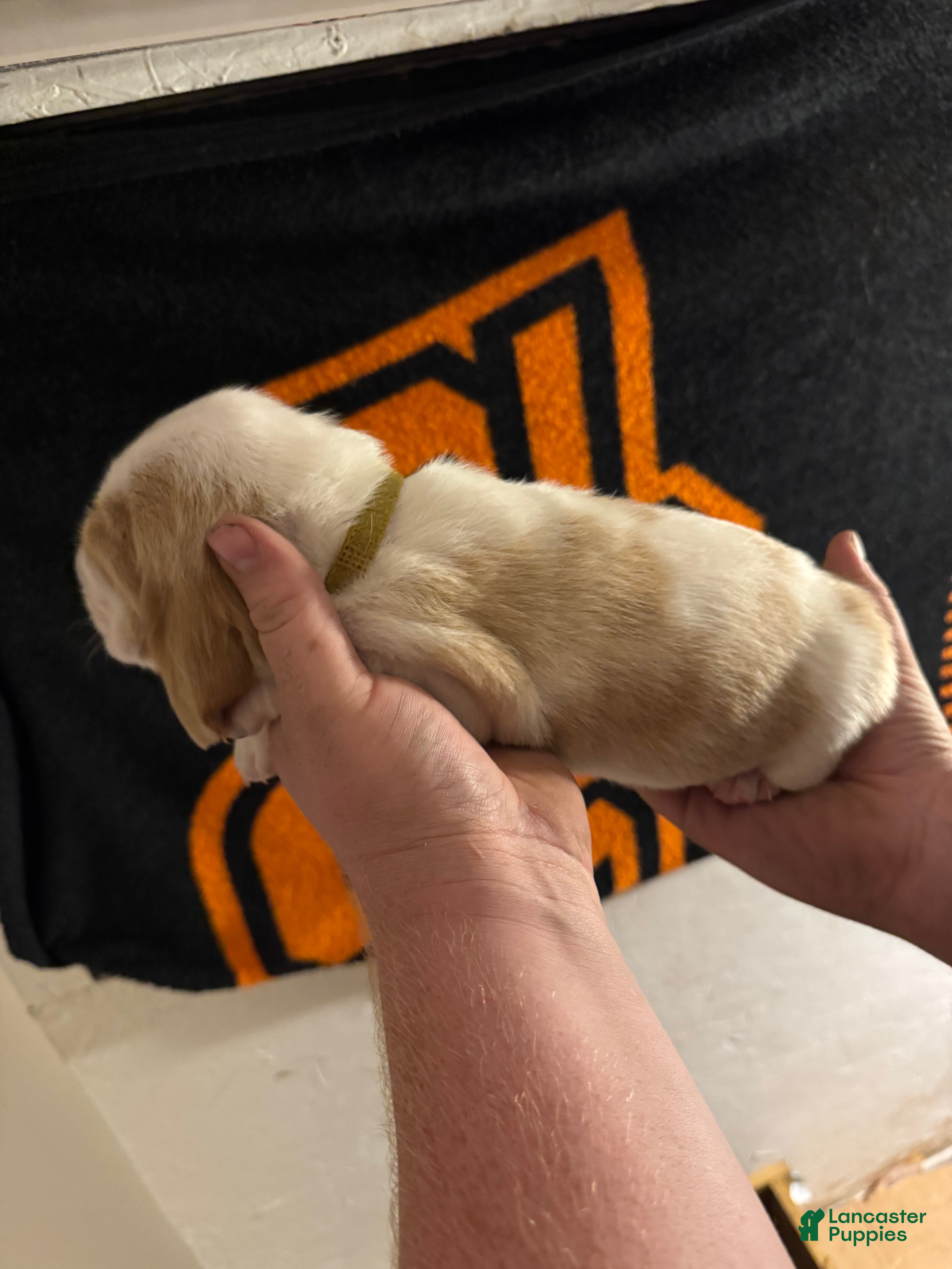 Basset Hound dogs Boy 3 Archie - Ad 4