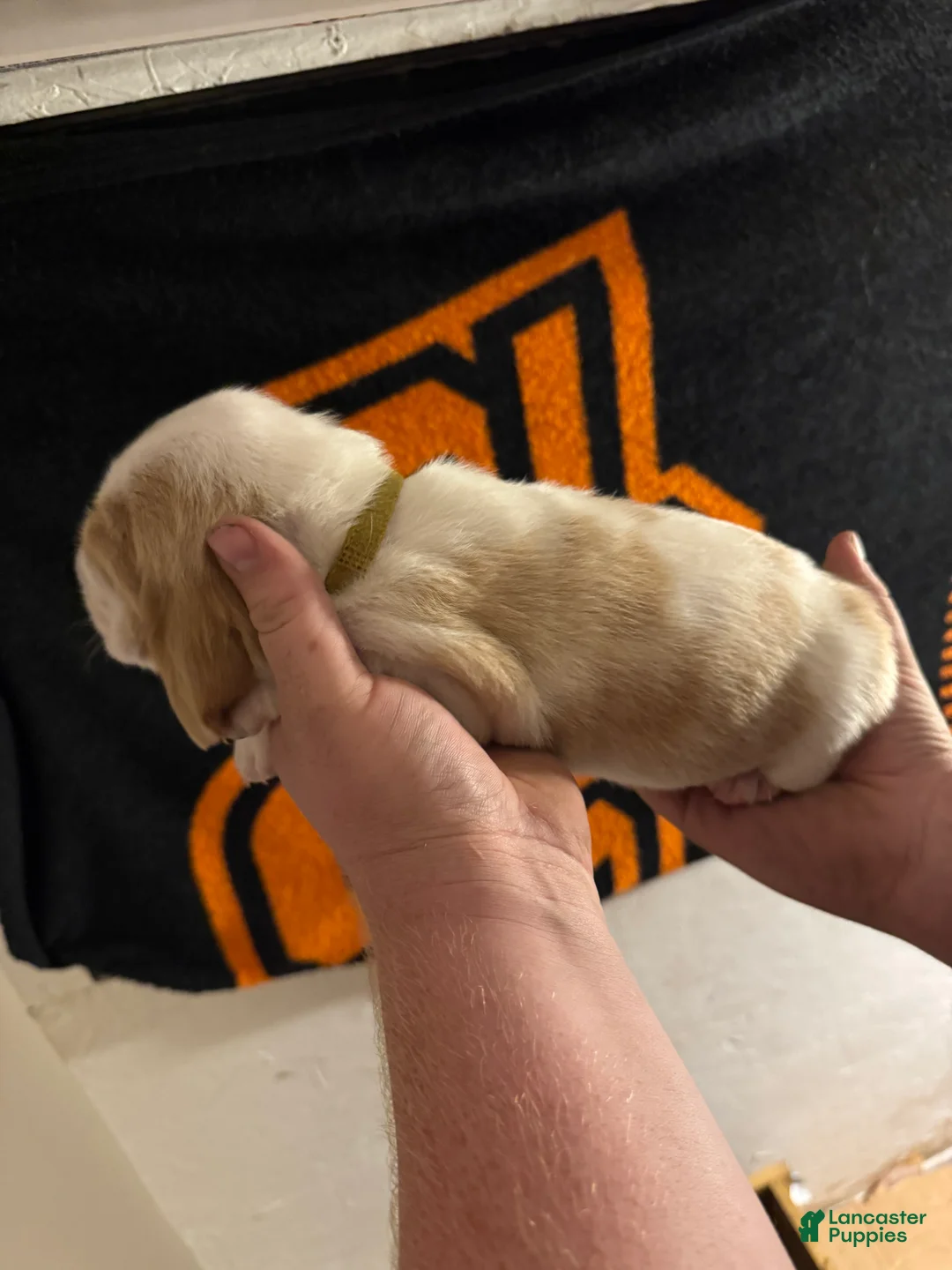 Basset Hound dogs for sale: Boy 3 Archie - Ad 1