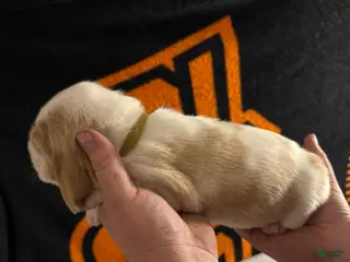 Basset Hound dogs Boy 3 Archie - Ad 4