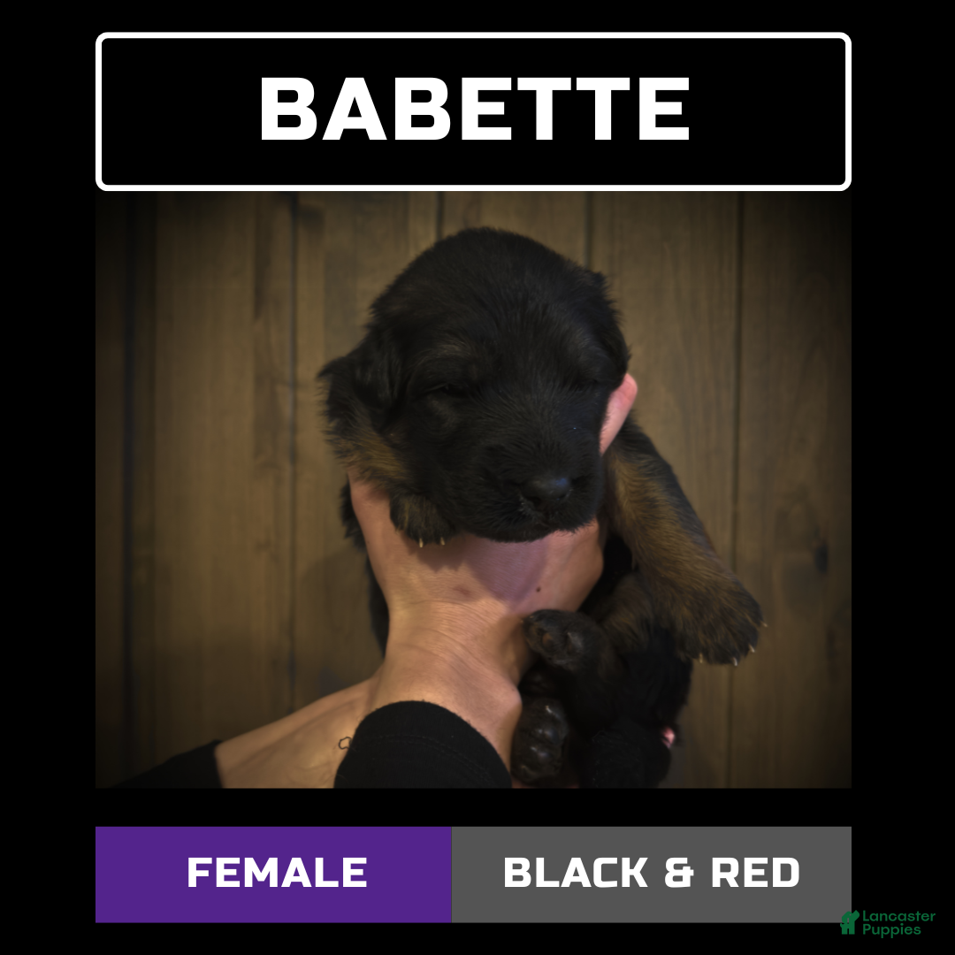 German Shepherd dogs Babette - Ad 20