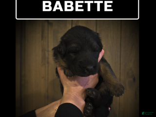 German Shepherd dogs Babette - Ad 28
