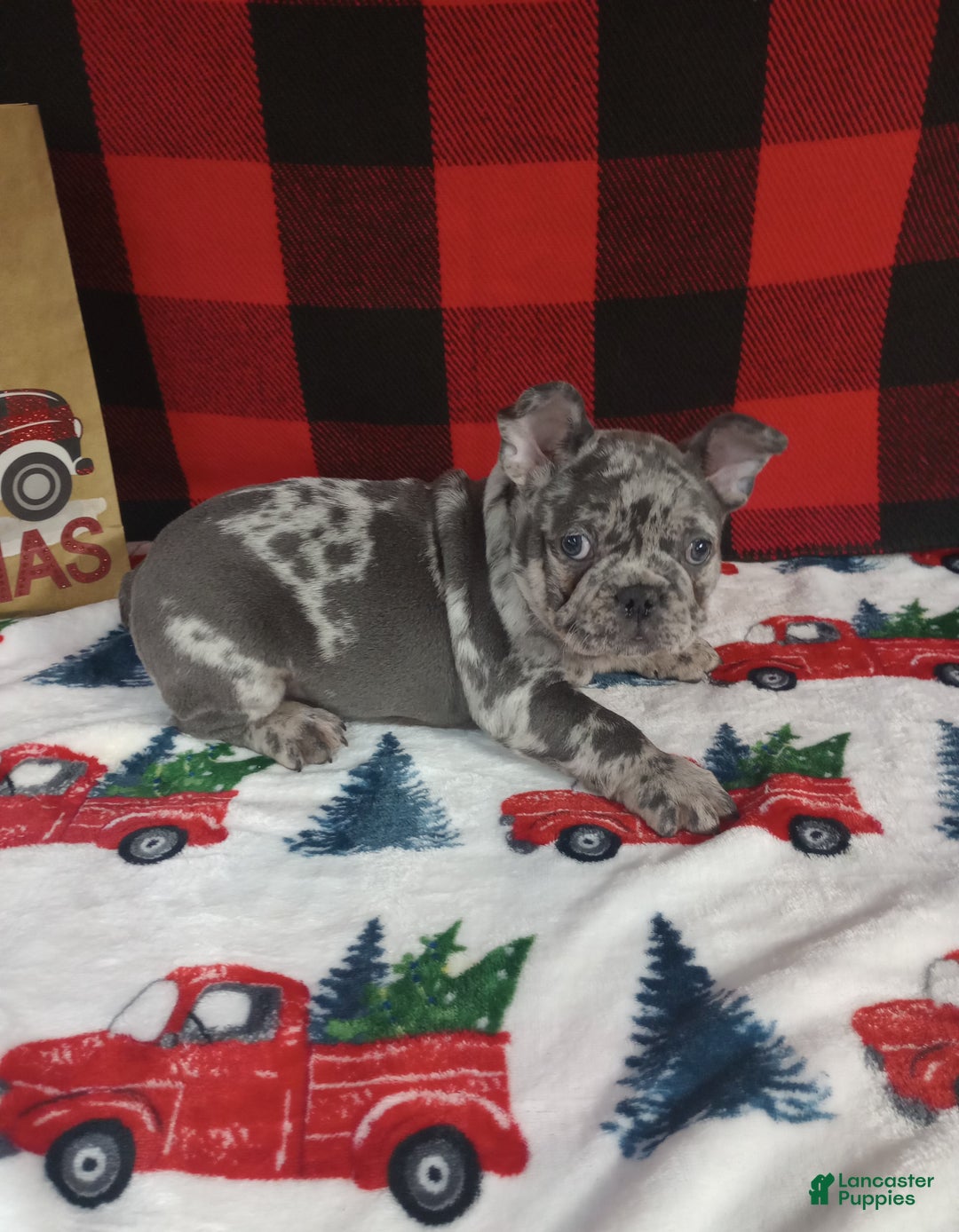 French Bulldog dogs for sale: Ian  - Ad 3