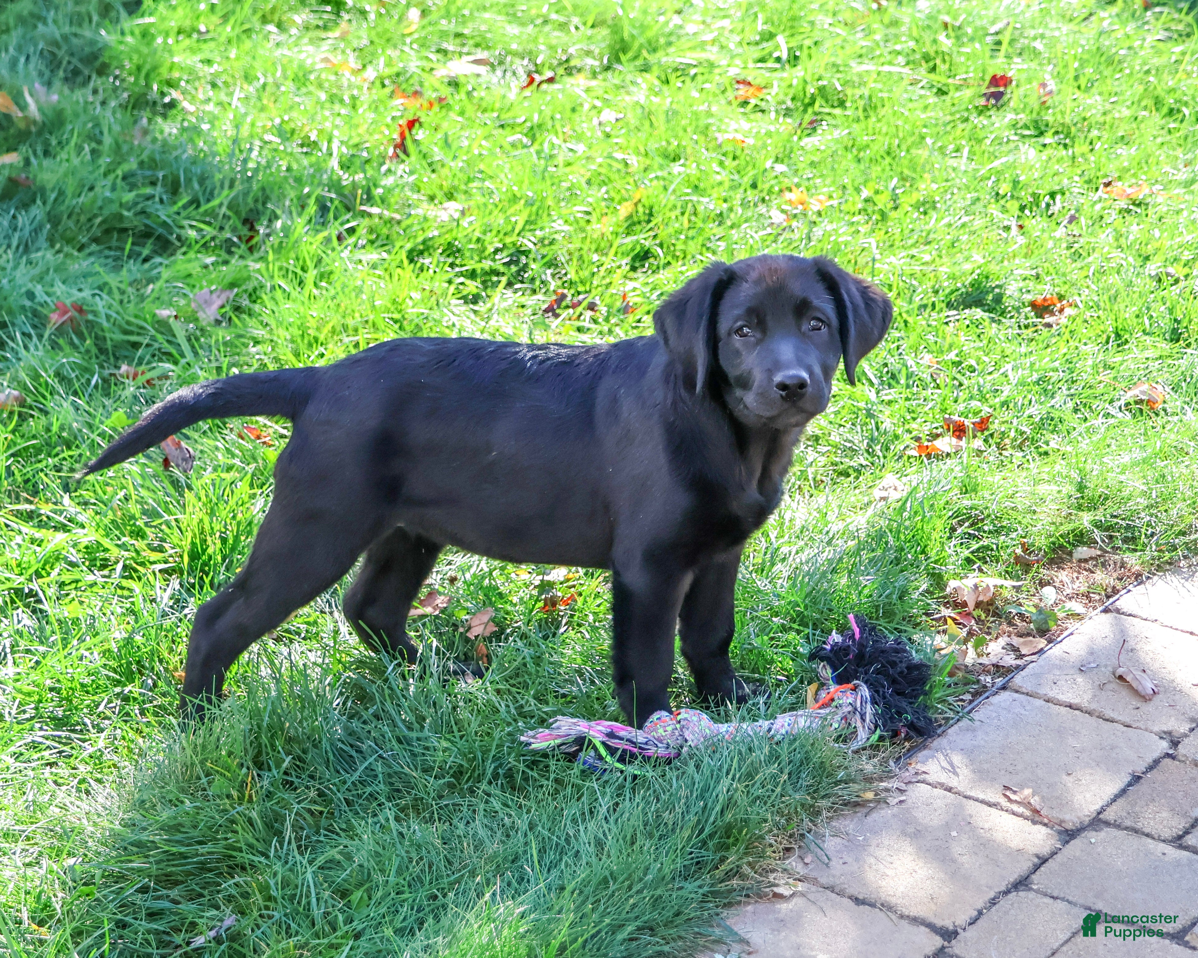 Labrador Retriever dogs for sale: Estelle - Ad 2