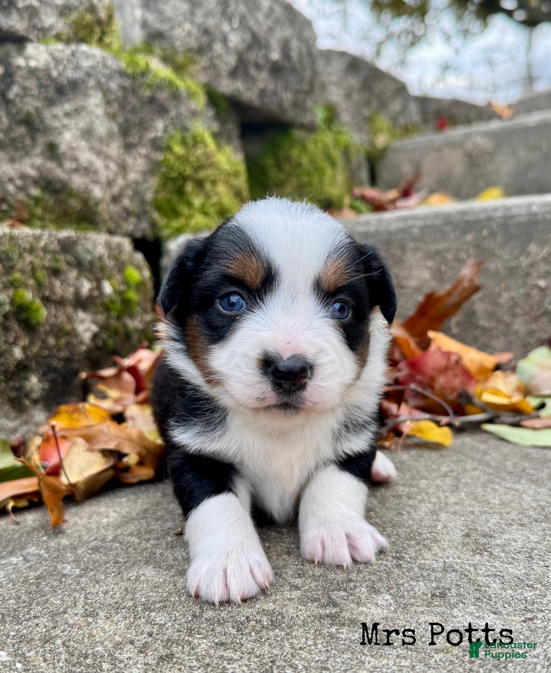 Miniature Australian Shepherd dogs for sale: Mrs Potts - Ad 1