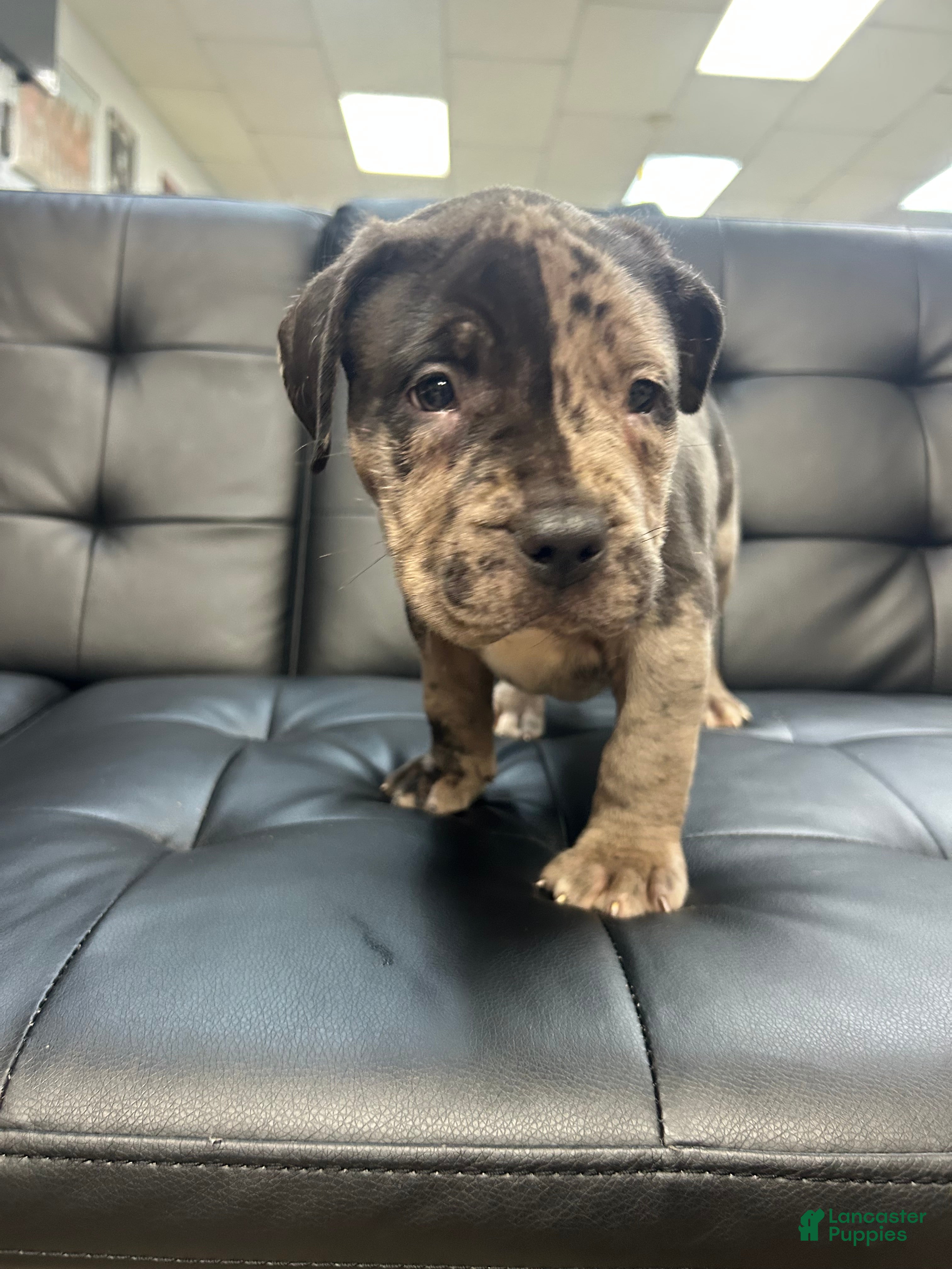American Bully dogs American Bully Puppy 1 - Ad 2