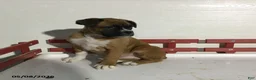 Boxer dogs for sale: Reba - Ad 3