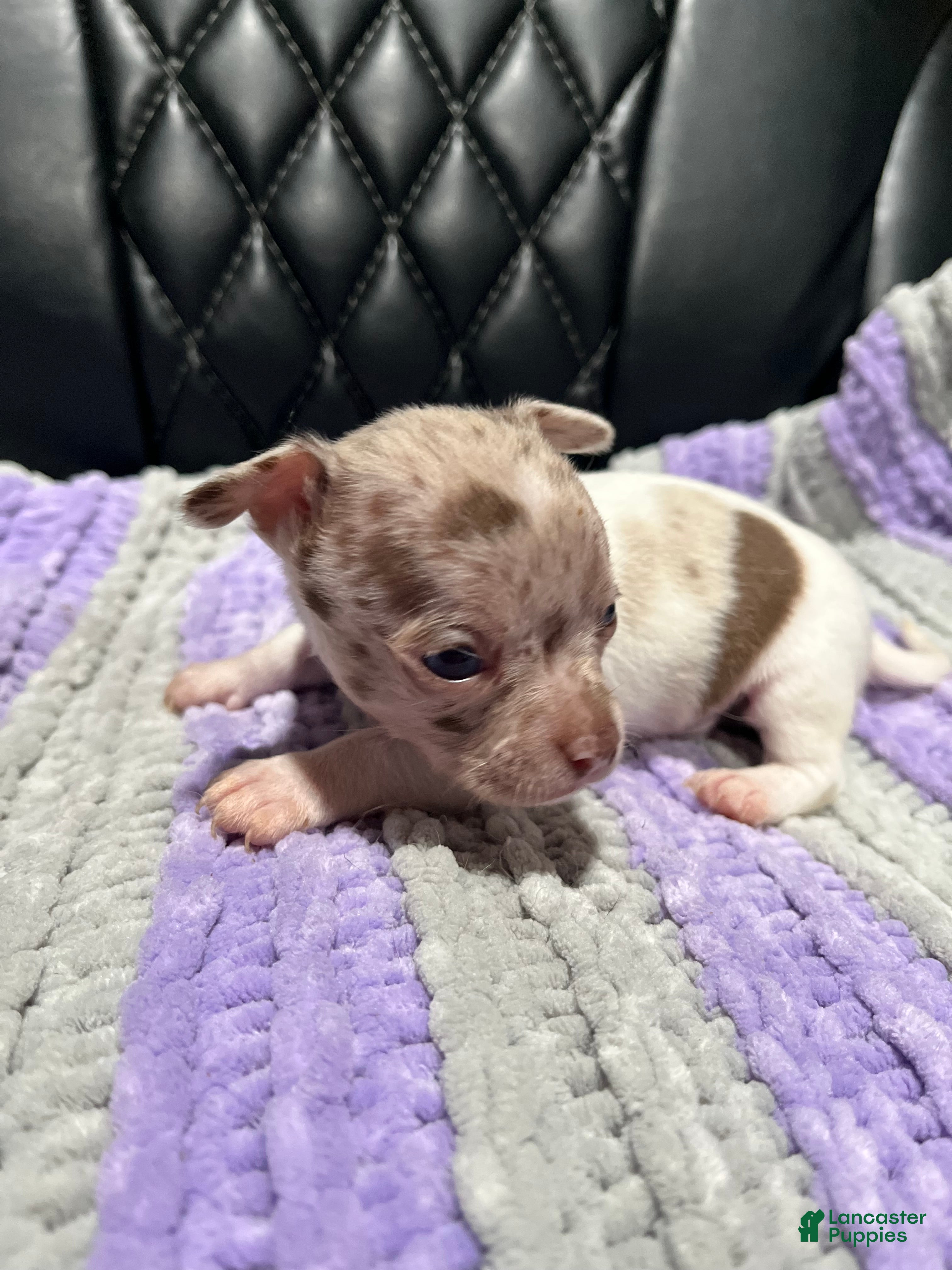 Chihuahua (Chihuahua, Male) in Logan, OH