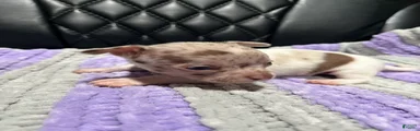 Chihuahua 1