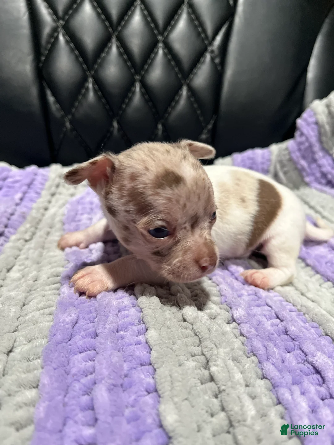 Chihuahua dogs for sale: Chihuahua 1 - Ad 1
