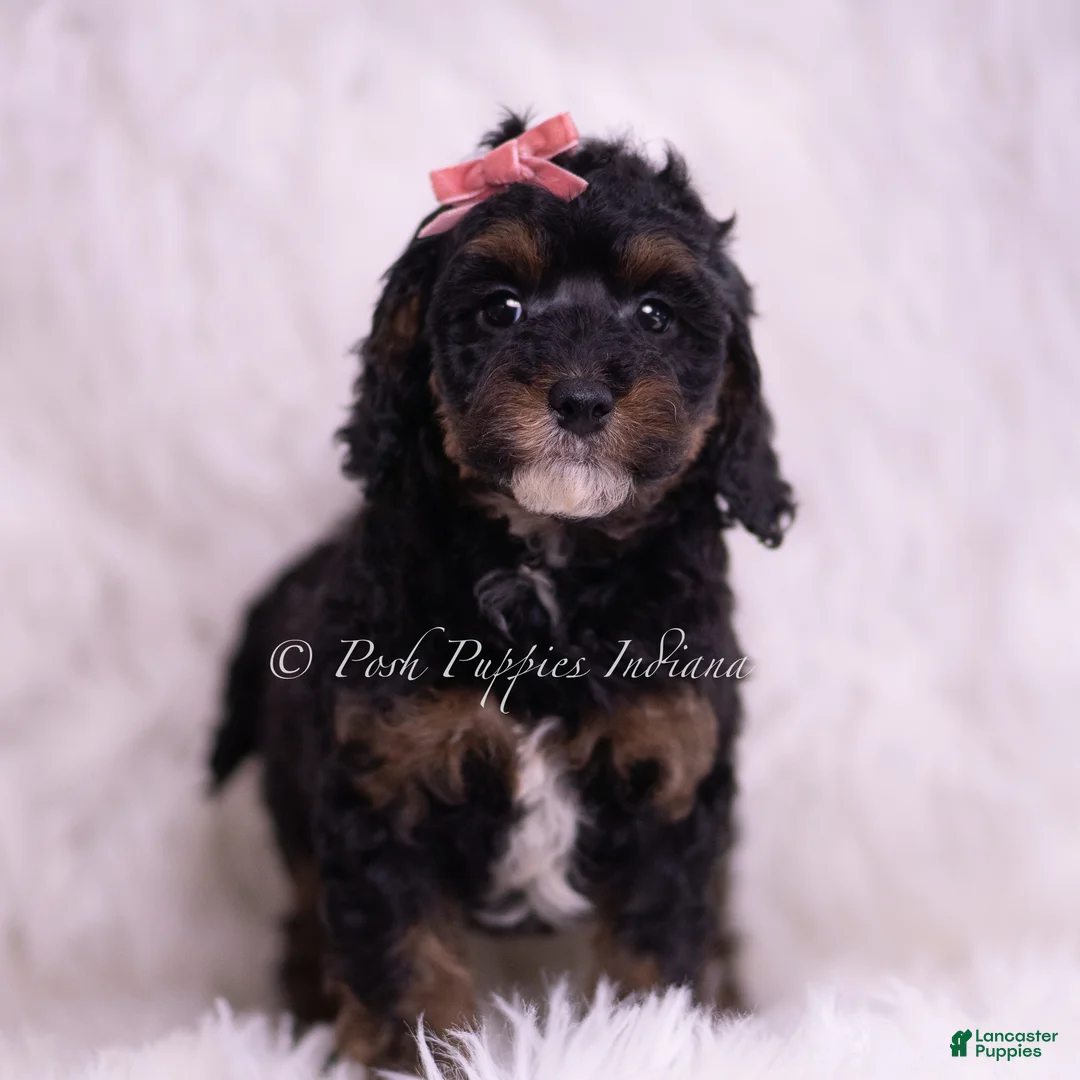Toy Poodle dogs for sale: Sprinkles - Ad 2