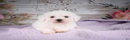 Bichon Frise dogs for sale: AKC-Ricky - Ad 5