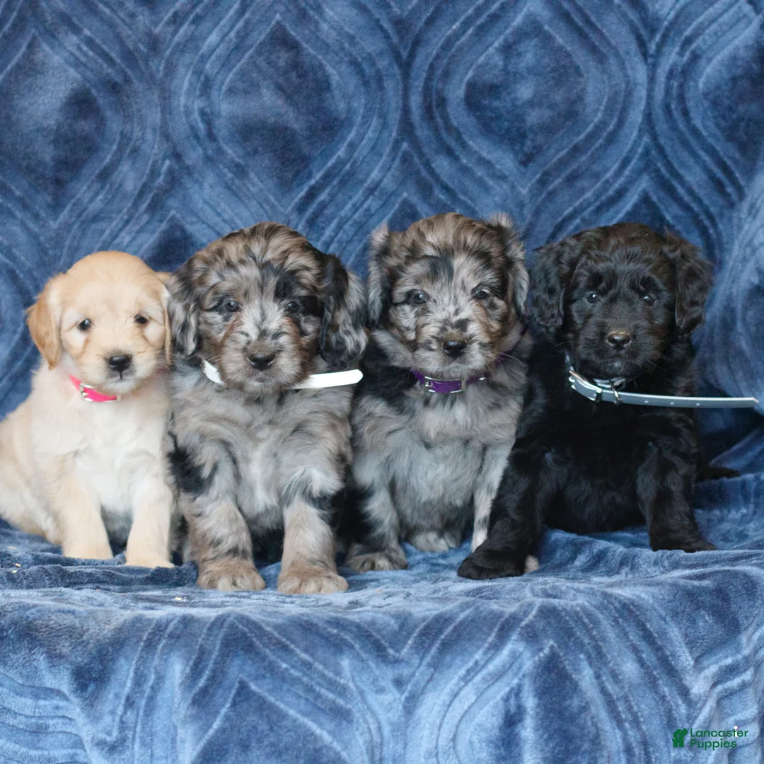 Mini Goldendoodle dogs for sale: Kendra  - Ad 3