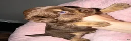 Mixed Breed dogs for sale: Mixed Breed 2 - Ad 5