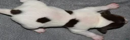Rat Terrier dogs for sale: Massena - Ad 2