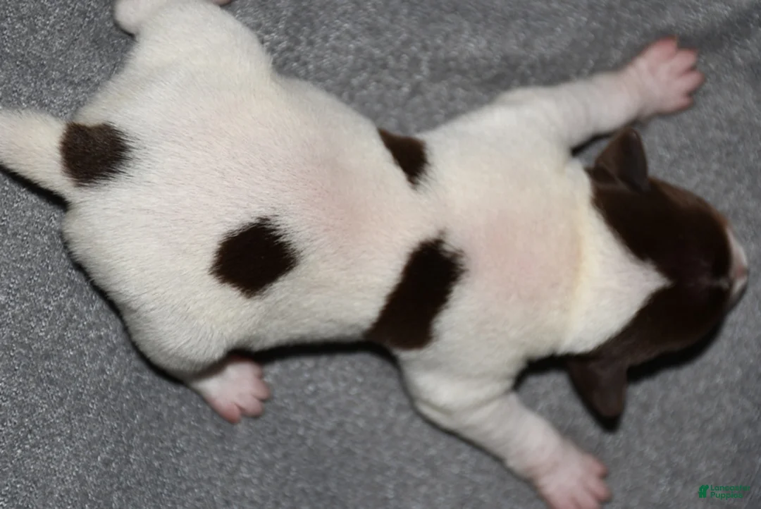 Rat Terrier dogs for sale: Massena - Ad 2