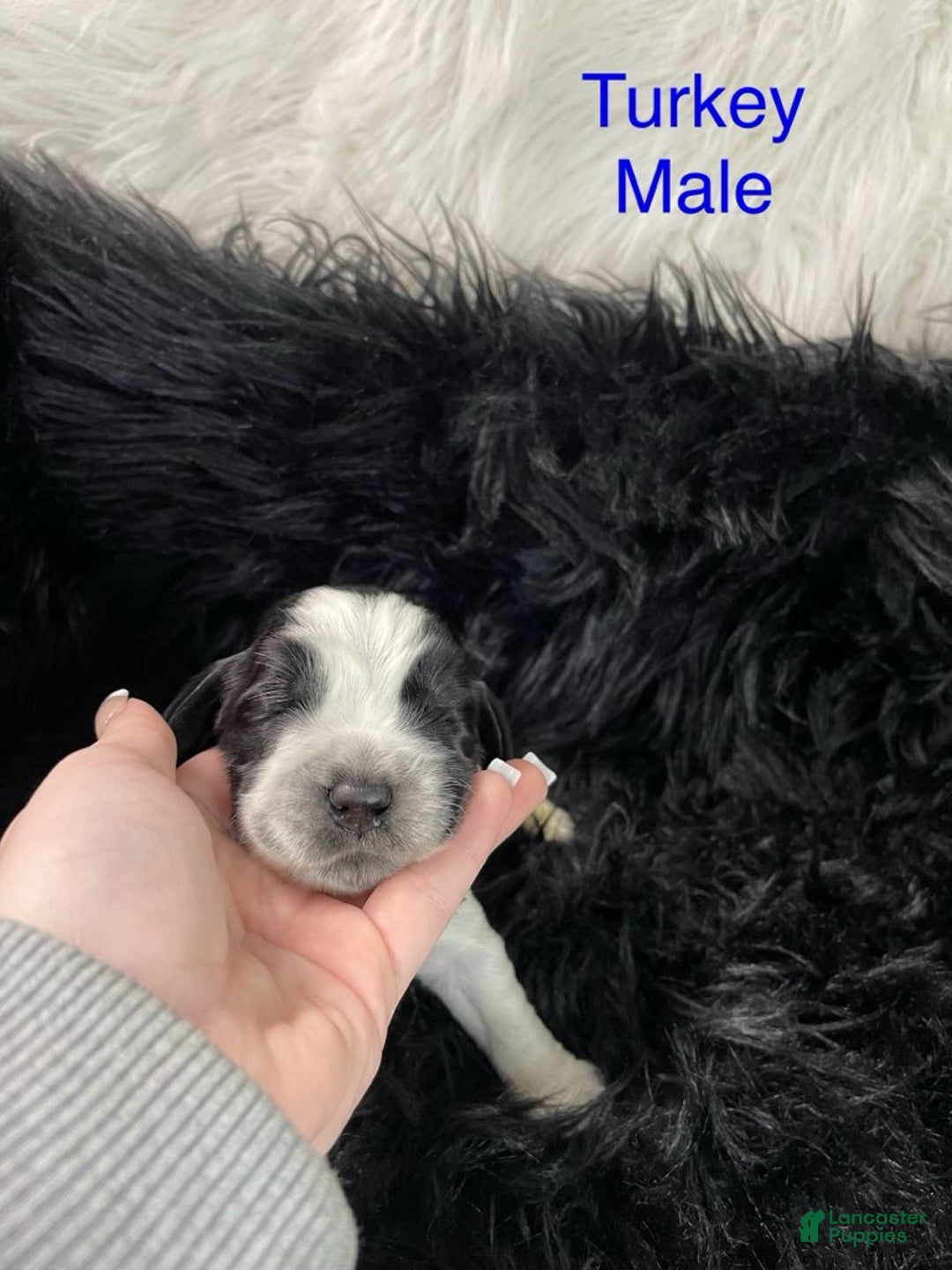 English Springer Spaniel dogs for sale: Turkey - Ad 1