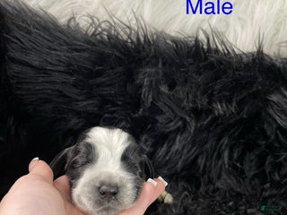 English Springer Spaniel dogs Turkey - Ad 20