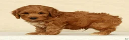 Cockapoo dogs for sale: Asher - Ad 4