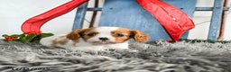 Cavalier King Charles Spaniel dogs for sale: Jubilee - Ad 4