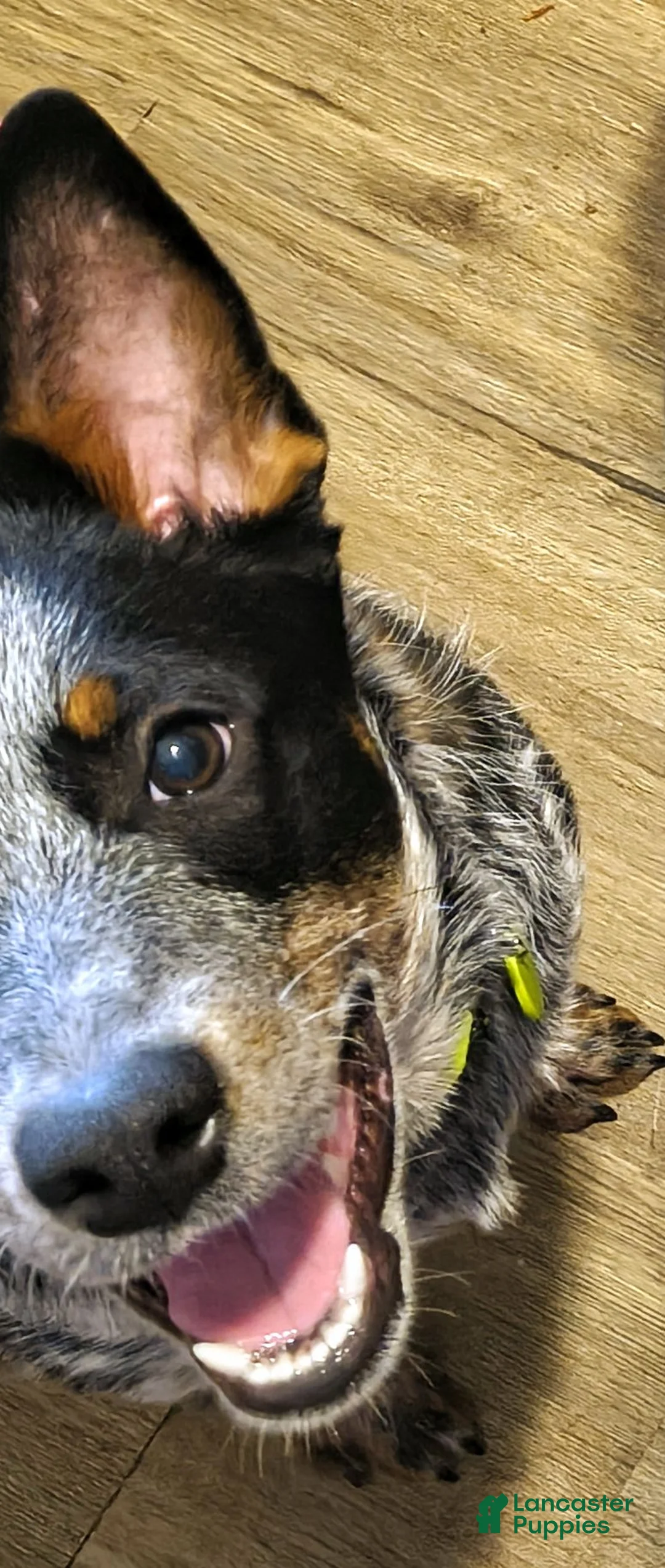 Australian Cattle Dog dogs for stud: Anubis, Male Blue Heeler for stud  - Ad 2