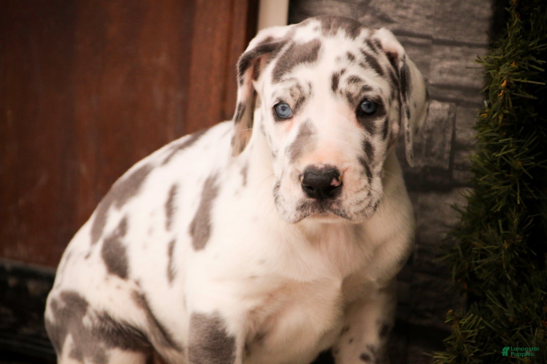 Great Dane dogs for sale: Emily - Ad 5
