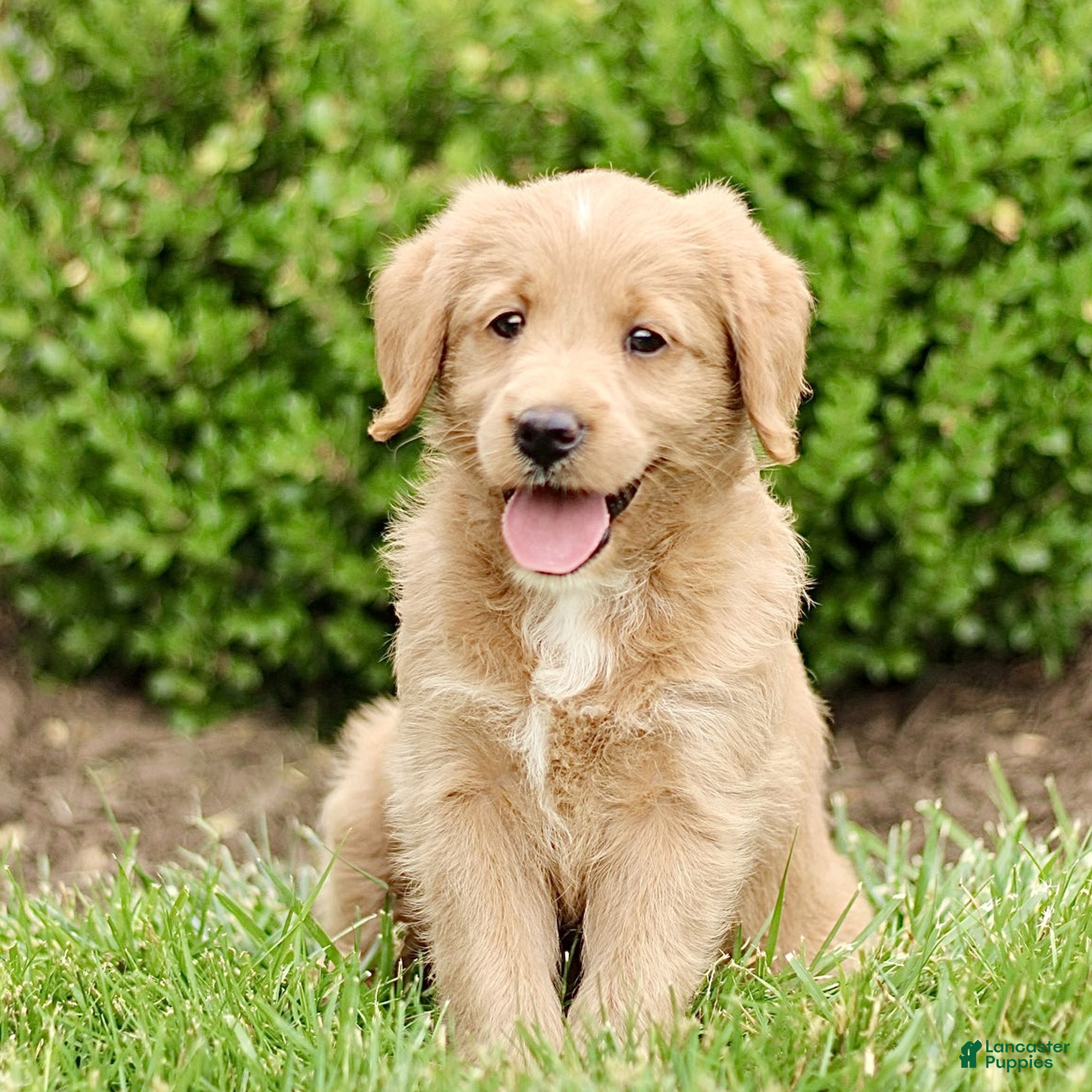 Labradoodle dogs Starlight  - Ad 1