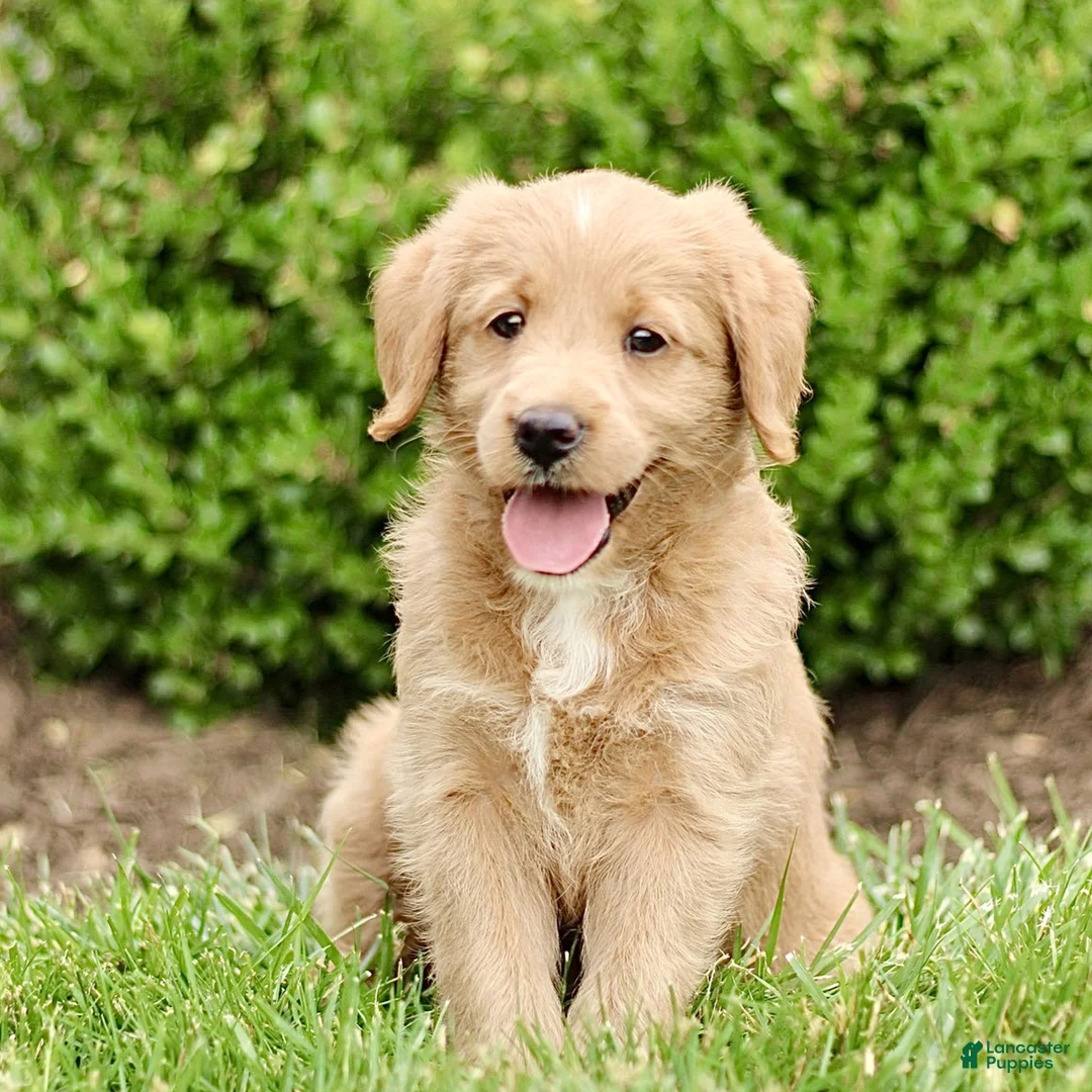 Labradoodle dogs for sale: Starlight  - Ad 1