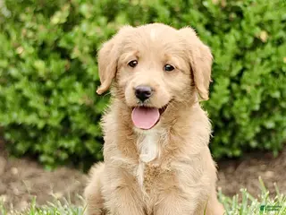 Labradoodle dogs for sale: Starlight - Ad 3