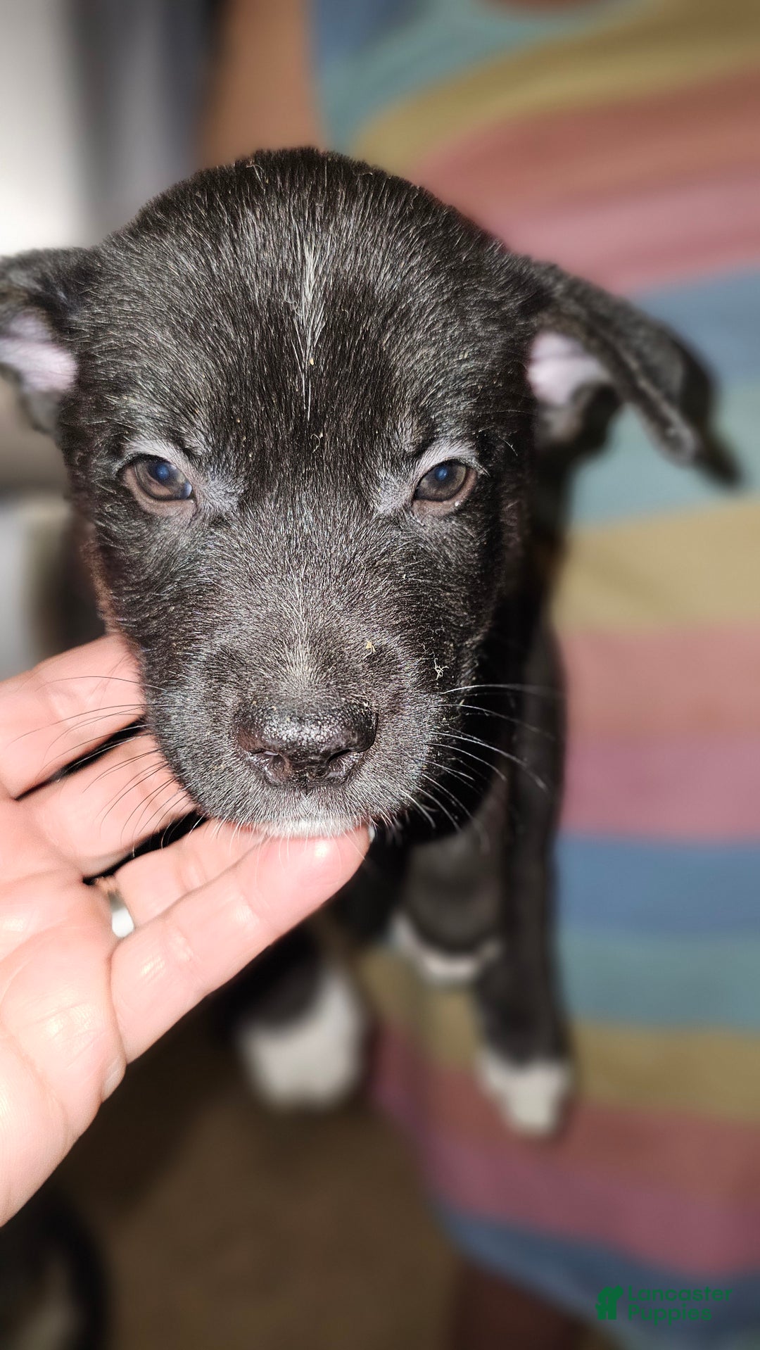 Mixed Breed dogs for sale: Darla - Ad 9