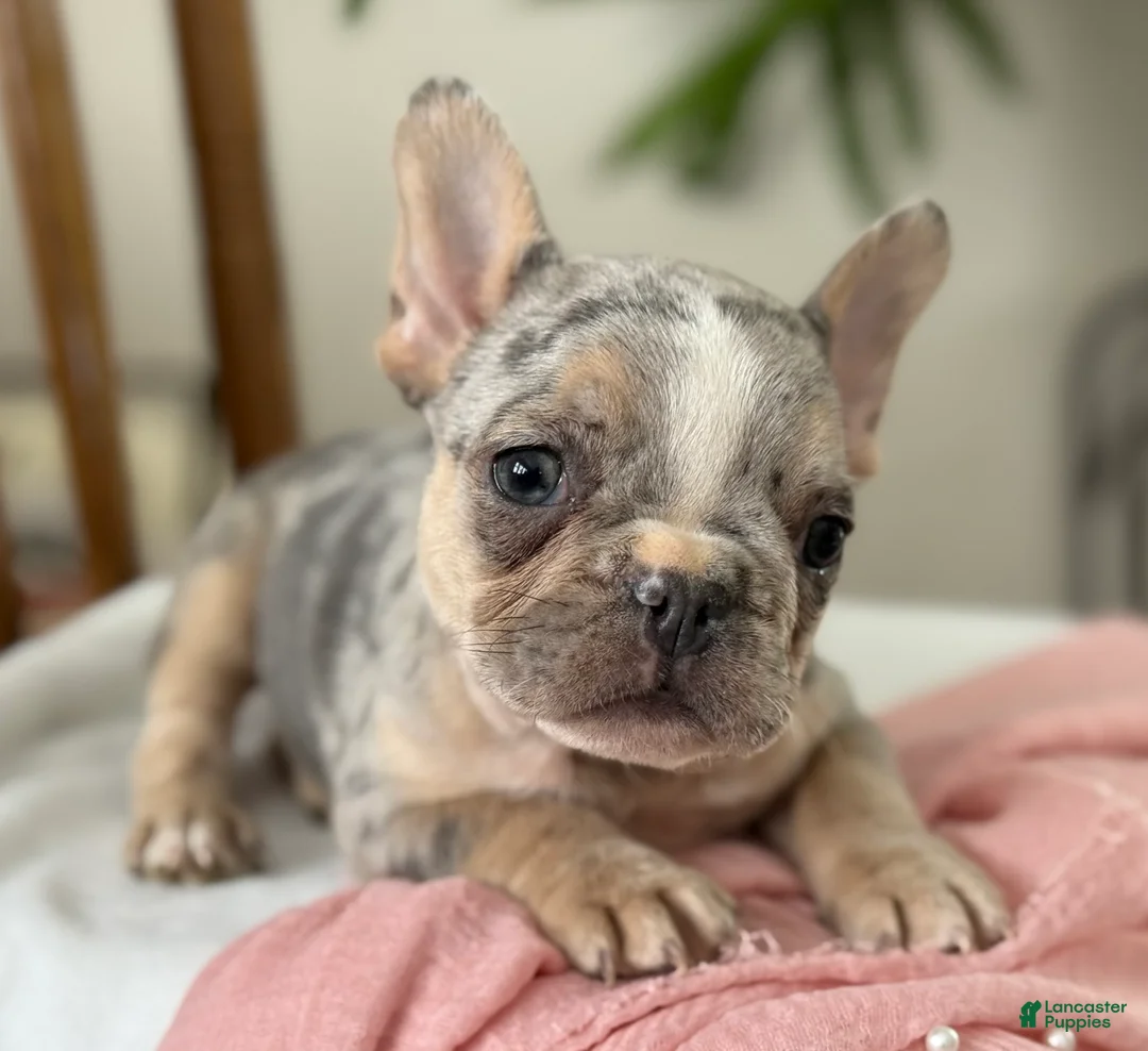 French Bulldog dogs for sale: Willow - Ad 10