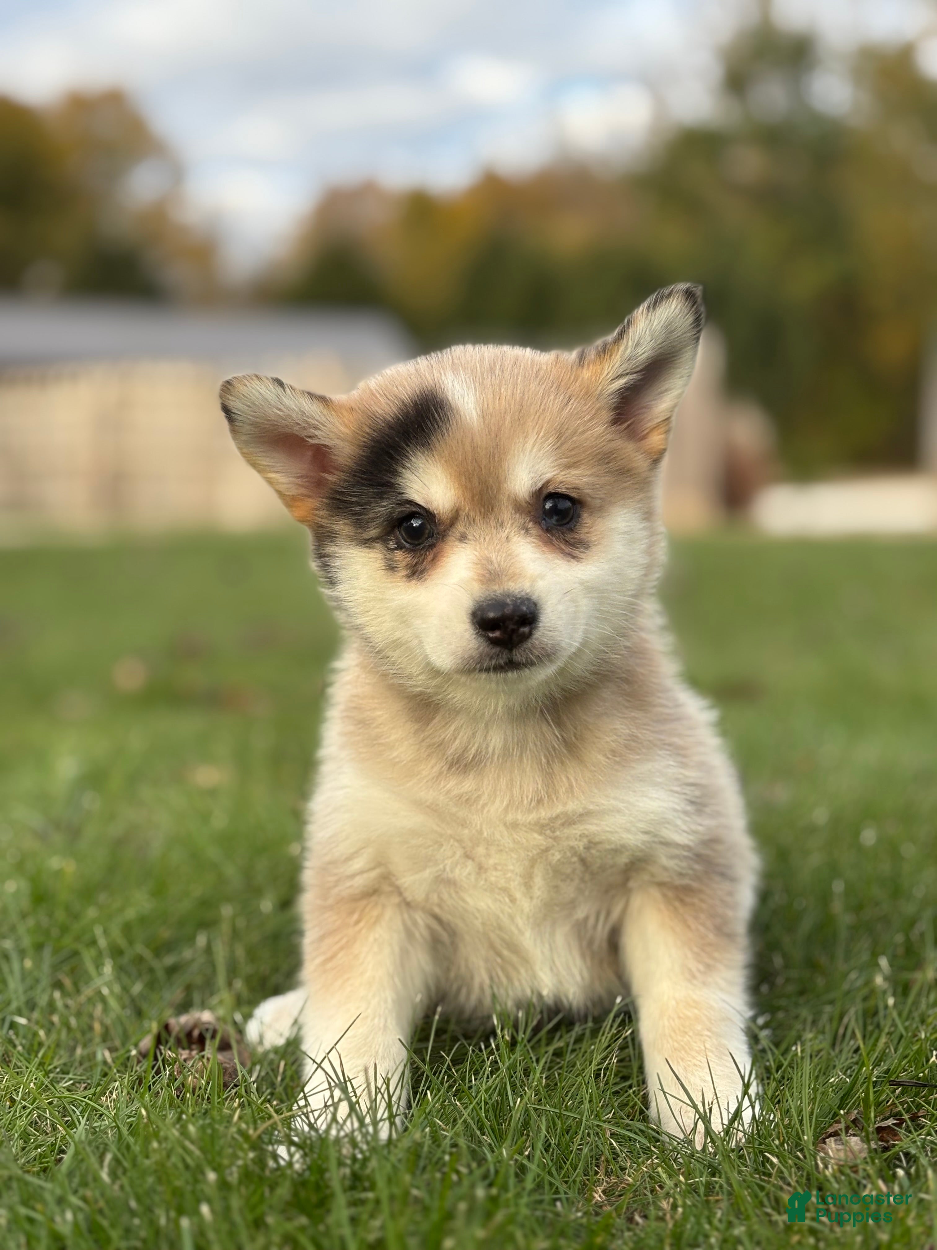 Pomsky dogs Tucker - Ad 15