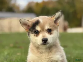 Pomsky dogs Tucker - Ad 20
