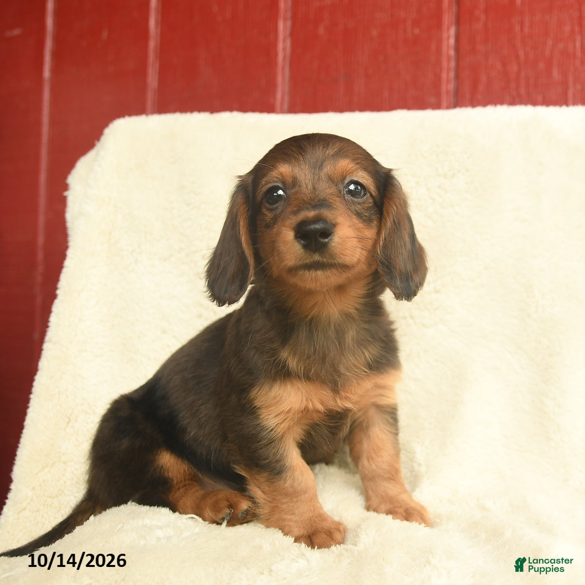 Dachshund dogs Lily  - Ad 2
